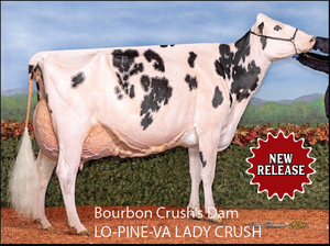 LO-PINE-VA LADY CRUSH